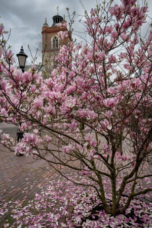 London, UK: A magnolia tree on the Barbican Estate in the City of London with St Giles Cripplegate, a gothic-style church behind.
