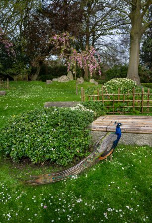 Peacock in Kyoto Garden, a Japanese garden in Holland Park, London, UK. Holland Park is a public park in the London borough of Kensington. Indian peafowl (Pavo cristatus).