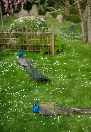 Zwei Pfauen im Kyoto Garden, einem japanischen Garten im Holland Park, London, Großbritannien. Holland Park ist ein öffentlicher Park im Londoner Stadtteil Kensington. Indische Pfaue (Pavo cristatus)).