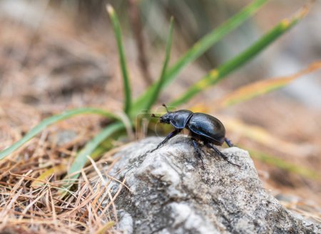 Foto de Escarabajo de pino de montaña en las montañas de Bucegi, Rumania
. - Imagen libre de derechos