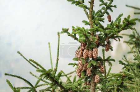 Pinus lambertiana o cono de pino de azúcar. Cierre con un cono de pino seco en un árbol
