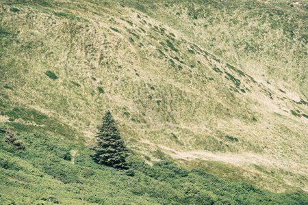 Abeto aislado o pino en las montañas. Paisaje escénico de las montañas Cárpatos en Rumania.