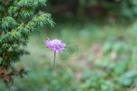 Single isolated purple Scabiosa columbaria, called the small scabious or dwarf pincushion flower in the forest