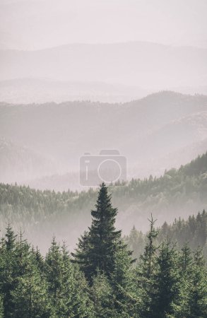 Mountain covered with a coniferous fir tree forest. Scenic landscape from Carpathian Mountains in Romania