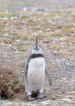 Téléchargez les photos : Pingouin Magellan juvénile à l'isla magdalena, chili punta arenas. - en image libre de droit