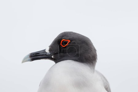 swallow tailed gull close up in profile galapagos red circle around eye