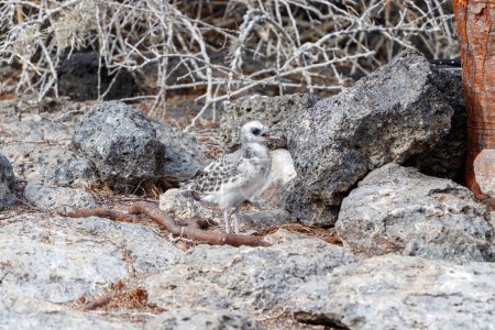 Juvenile swallow tailed gull standing between rocks galapagos.