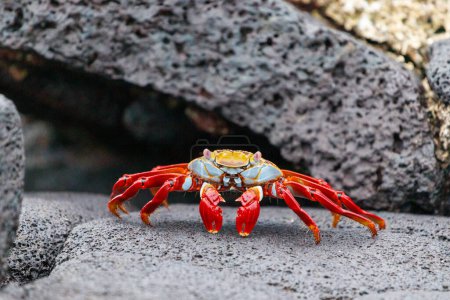 Vue frontale du crabe des pieds légers de Sally sur un rocher de lave, Galapagos