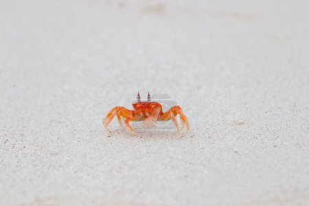 Galapagos ghost crab runnign on sand Ocypode gaudichaudii in Galapagos Islands, Ecuador