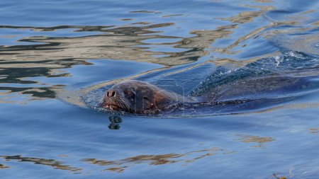 Sea Lion swimming with only head sticking out close to isla magdalena in punta arenas chilean patagonia