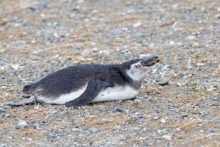 Téléchargez les photos : Pingouin Magellan juvénile couché sur le ventre à l'isla magdalena, chili punta arenas. - en image libre de droit