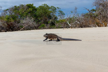 Marine Iguana marche à travers la plage, Isabela Island, Galapagos Équateur.
