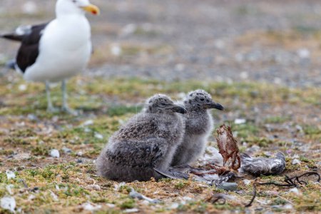 Two baby seagulls sitting nex to each other with their mother in the background guarding them.