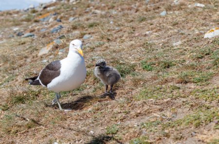 Baby seagull sitting nex to mother in the background guarding.
