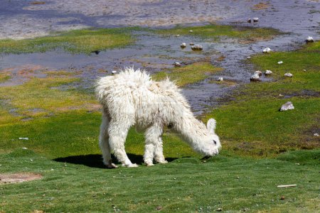 White llama eating grass on green field with water puddles typical bolivian landscape.