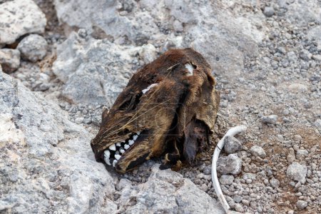 Cerca del cráneo de un león marino muerto. La foto está tomada en una de las Islas Galápagos.