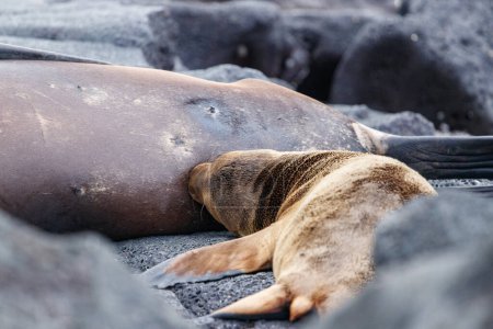 Sea lion baby drinking from mothers breast lying in between lava rocks.