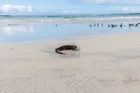 Marine iguana lying on white sand beach in Galapagos Islands, Ecuador.