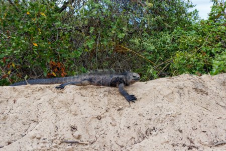Marine iguana sitting on sand dune in Galapagos Islands, Ecuador.