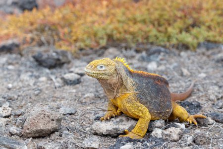 Foto de Iguana amarilla endémica de las islas Galápagos, Ecuador - Imagen libre de derechos