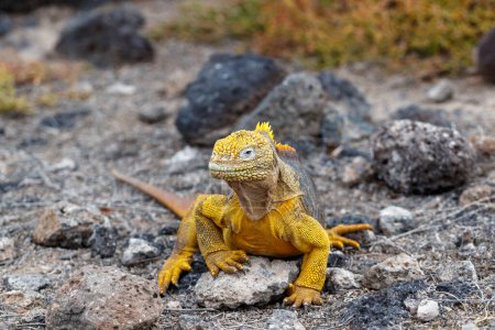 Foto de Iguana amarilla endémica de las islas Galápagos, Ecuador - Imagen libre de derechos