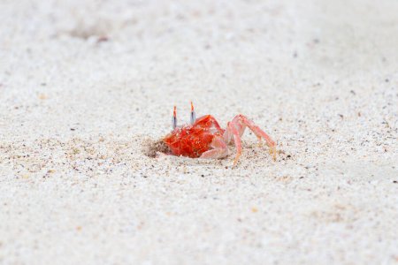 Crabe fantôme Ocypode gaudichaudii sortant du trou dans le sable Îles Galapagos, Équateur.