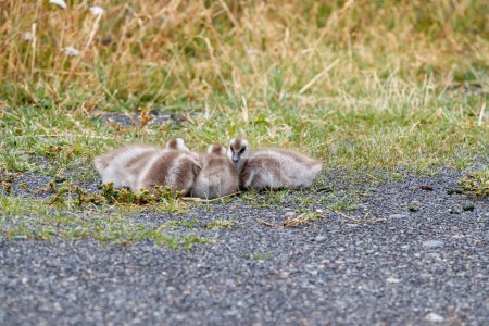 Upland goose, Chloephaga picta, bunch of baby chicks cuddling together, Patagonia, Argentina.