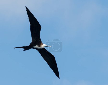 Fregat ave volando alrededor con cielo azul en isla de galápagos ecuador.