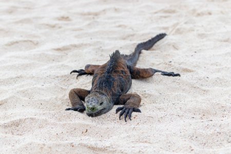 Marine iguana on white sand beach in Galapagos Islands, Ecuador.