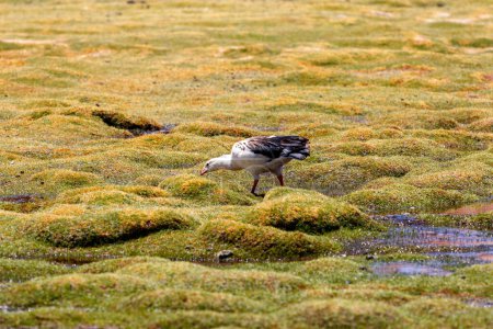 Oie des Andes Neochen melanoptera marche à travers l'herbe avec de petits ruisseaux coulant en Bolivie