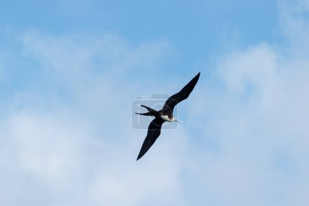 Fregat bird flying around with blue sky in galapagos island ecuador.