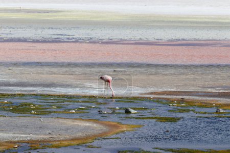 Flamingos in laguna colorada Bolivia. Puna flamingo showing Andean wildlife. Red lagoon.