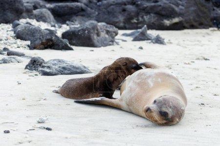 Sea lion baby drinking from mothers breast lying on white sandy beach.