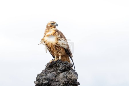Hawk on branch Galapagos ecuador