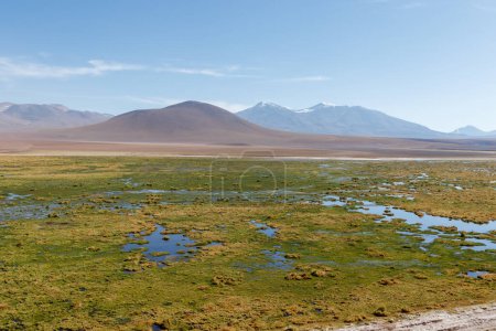 Discovering the scenic wetlands Vado Rio Putana between San Pedro de Atacama and the geysers of El Tatio in the Atacama desert in Chile, South America.