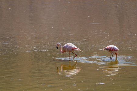 Flamenco rosado en estanque marrón de pie y alimentándose en la típica región andina