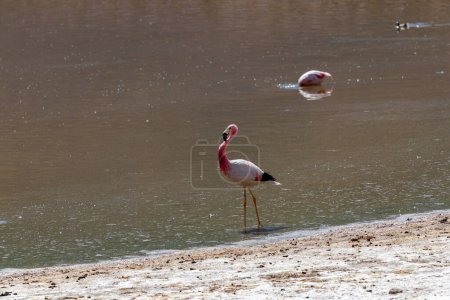 Flamenco rosado en estanque marrón de pie y alimentándose en la típica región andina