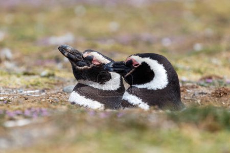 Pingouin de Magallan Spheniscus Magallanicus Côte Atlantique, Patagonie