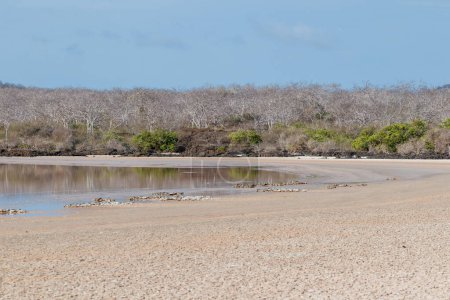 Laguna en Punta Cormorant con barro agrietado, Isla Floreana - Galápagos.