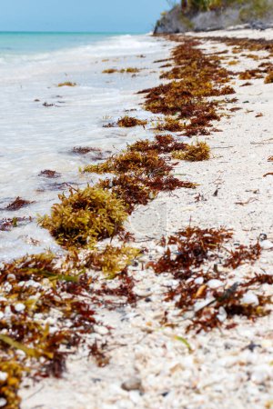 Sargassum en la playa beatiful del agua turquesa en carribean.