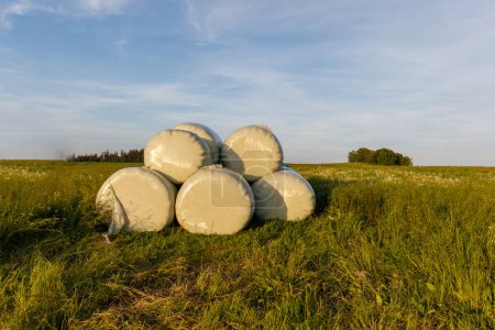 Haylage bales wrapped in white foil will provide food for farm animals during the winter. A green meadow in the background of the setting sun after summer hay.