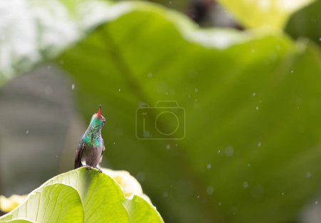 Das Bild zeigt einen hübschen Rufus-Schwanz-Kolibri, der auf einem Blatt hockt.