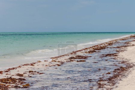 Sargassum am schönen türkisfarbenen Strand in der Karibik.