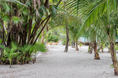 Hermosas palmeras y playa de arena blanca en playa blanca en livingston guatemala.