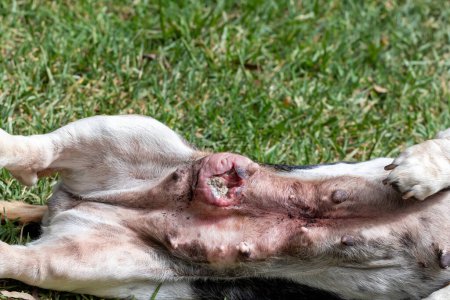 Téléchargez les photos : Tumeur sur le ventre des chiens de chien basst femelle - en image libre de droit