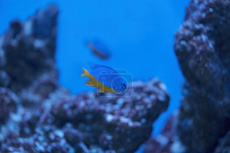 Photo for Azure Damselfish, Chrysiptera hemicyanea, swimming on a reef tank with blurred background - Royalty Free Image