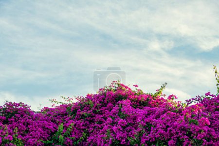 Beautiful bougainvillea blossom over blue sky. download photo