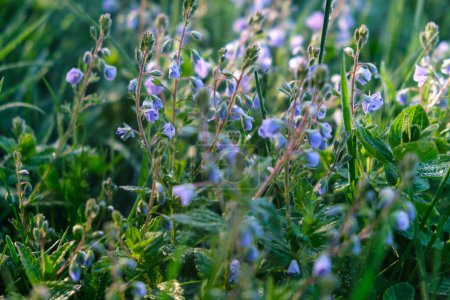 Speedwell con hojas de tomillo - Veronica serpyllifolia Misa de pequeñas flores azules, flores en la hierba descargar foto