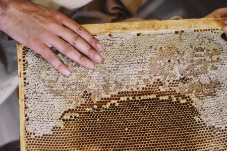 Téléchargez les photos : Rayon de miel d'une ruche remplie de miel doré dans une vue plein cadre. L'apiculteur tient une cellule à miel dans ses mains. L'apiculture. Apiaire. télécharger photo - en image libre de droit