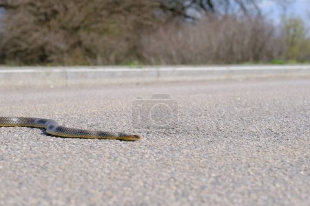 Snake Crossing road. Schlange in der Natur. Würfelnatter kriecht auf Asphaltstraße